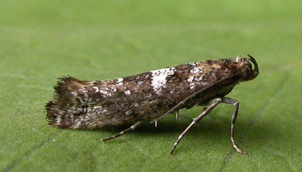 An adult leek moth on a leaf